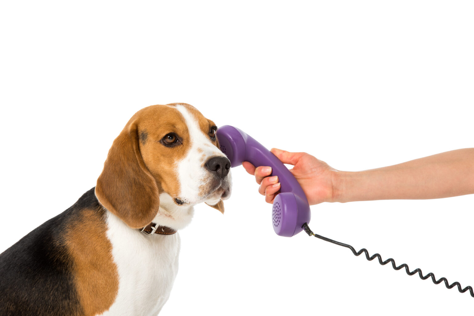partial view of woman giving telephone tube to adorable beagle isolated on white