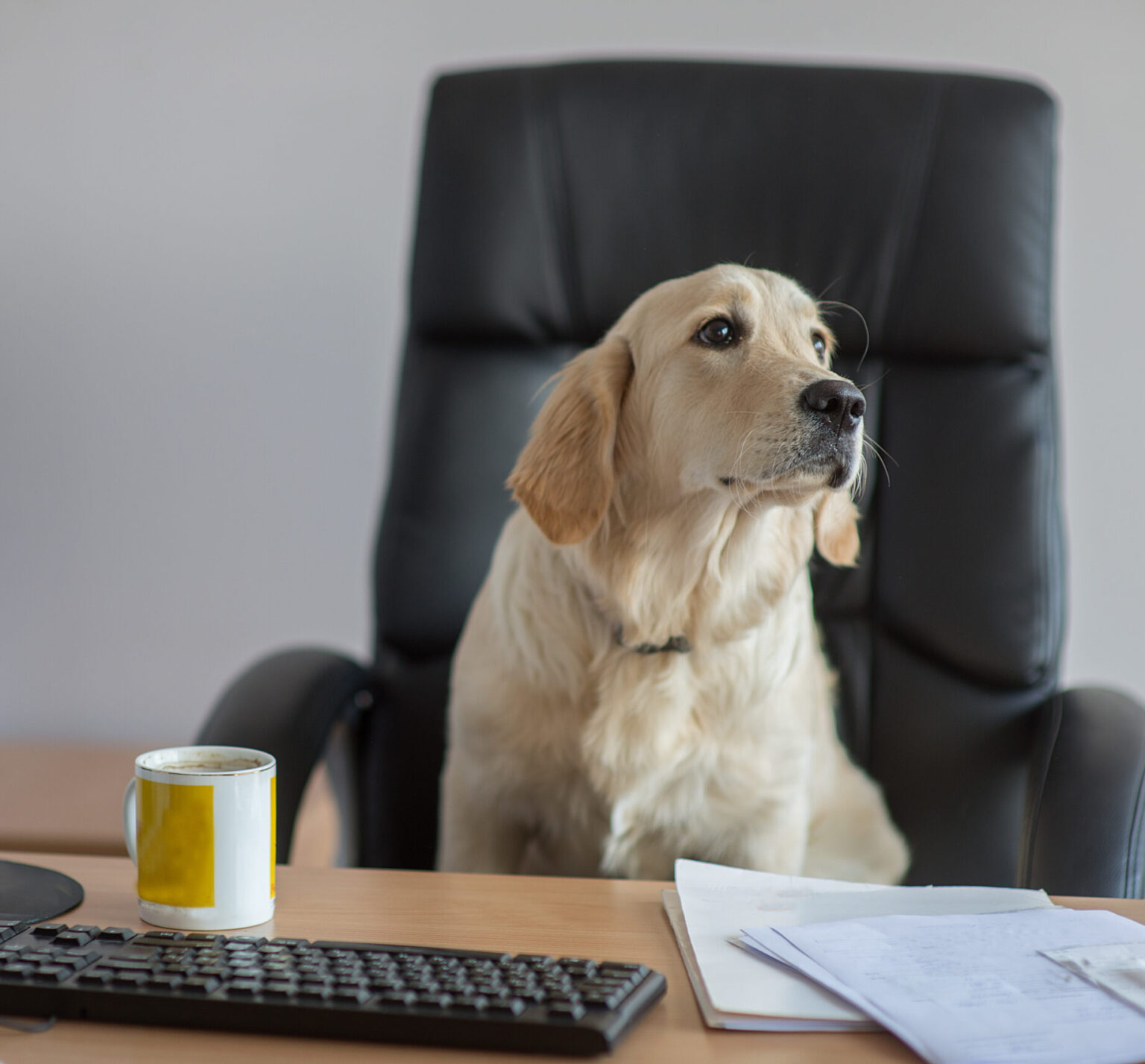 Dog golden retrievers working in office